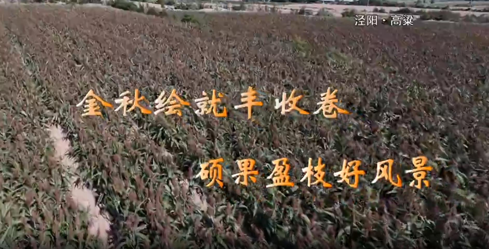 【视频新闻】金秋绘就丰收卷  硕果盈枝好风景