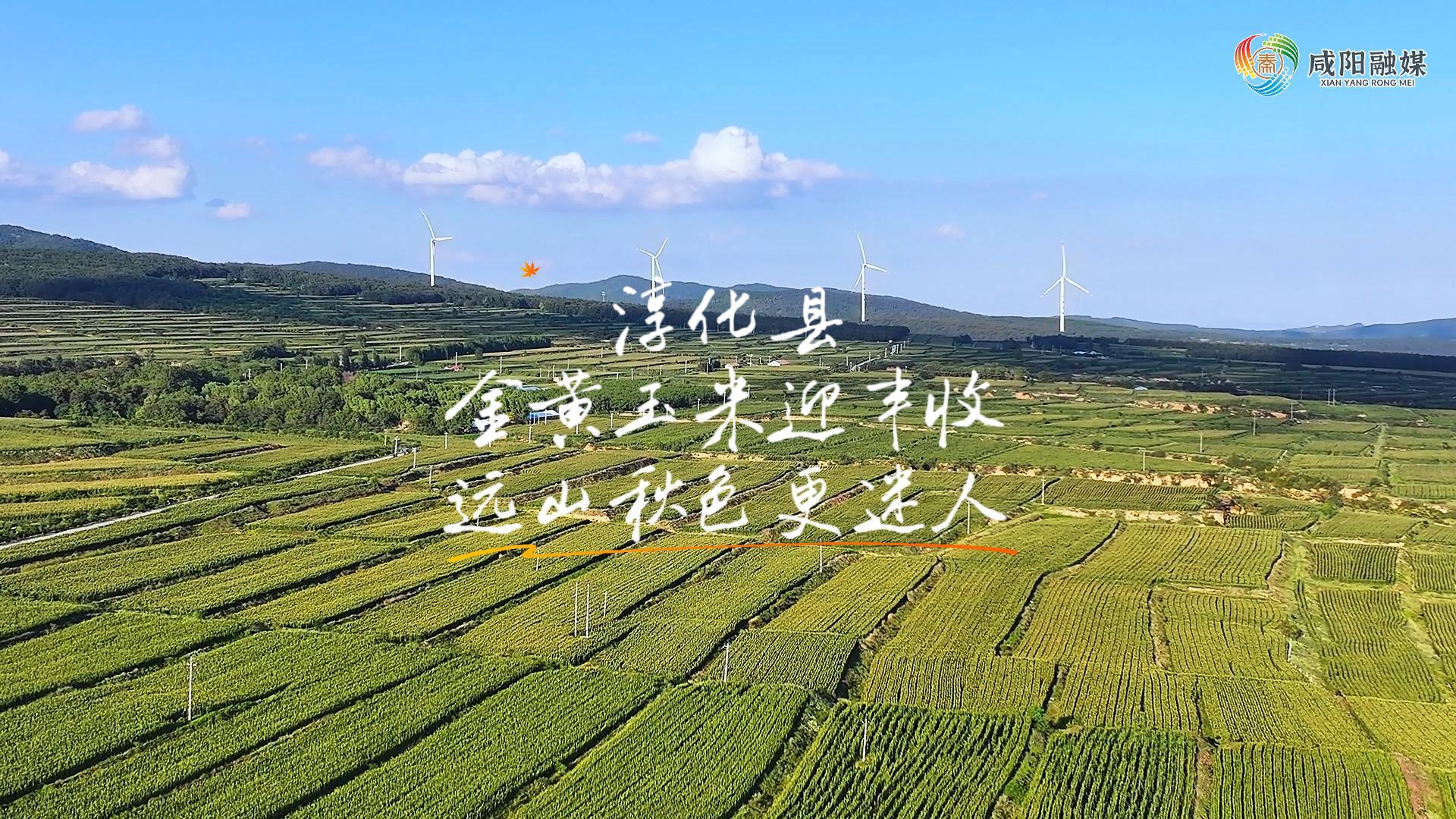 【视频】走进大美咸阳 | 淳化县：金黄玉米迎丰收 远山秋色更迷人