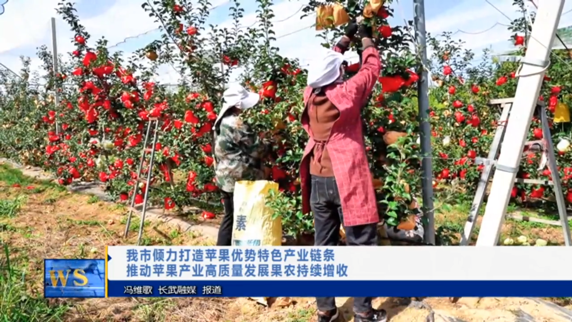 【视频新闻】我市倾力打造苹果优势特色产业链条   推动苹果产业...