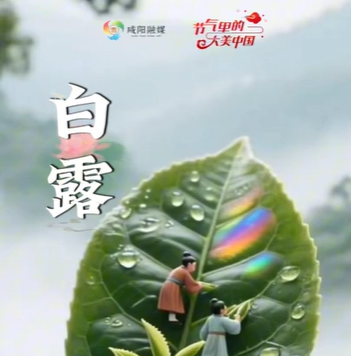 【视频】今日白露丨蒹葭苍苍 白露为霜