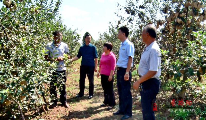 这几天,武功县苏坊镇凹里村的贫困户王党校在自家苹果地里忙碌着,喜悦