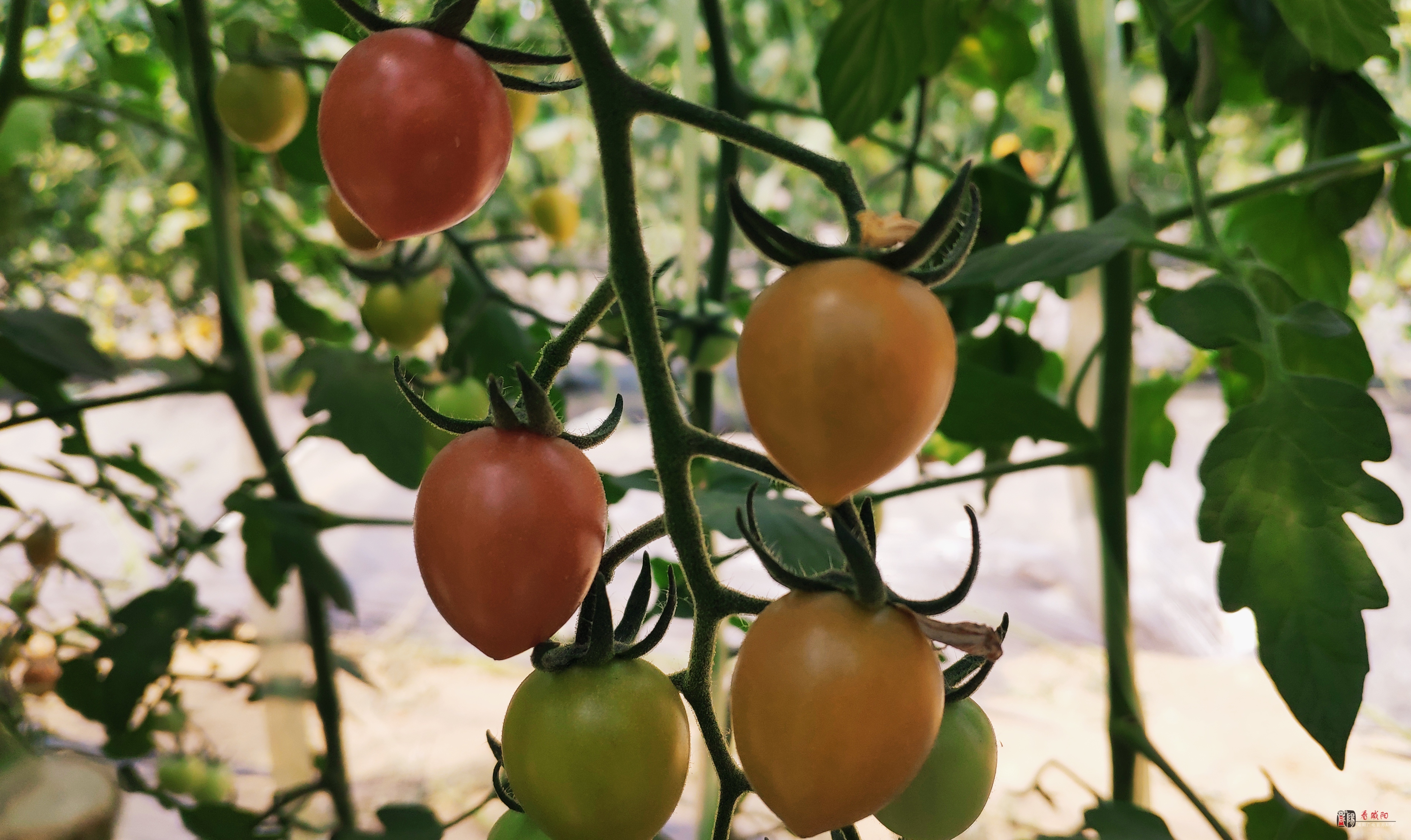 泾阳多彩圣女果扮靓致富路