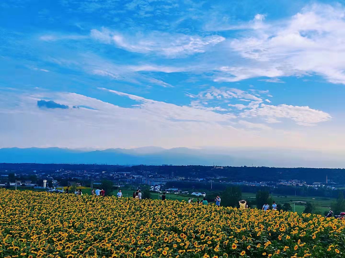 视觉陕西咸阳武功县向日葵无声地记述着太阳的辉煌