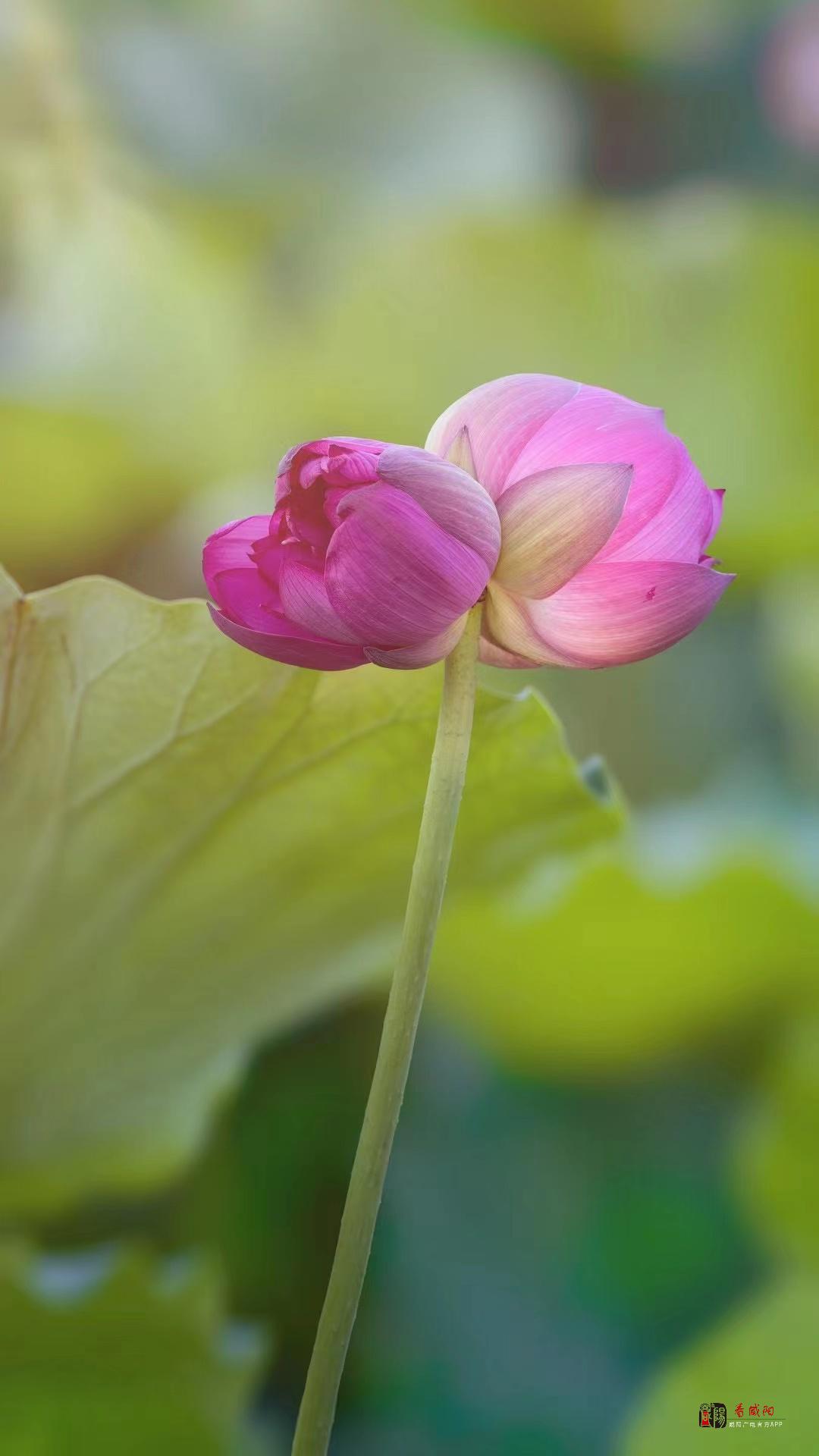 咸阳渭滨公园出现罕见并蒂莲花赏十万分之一的美