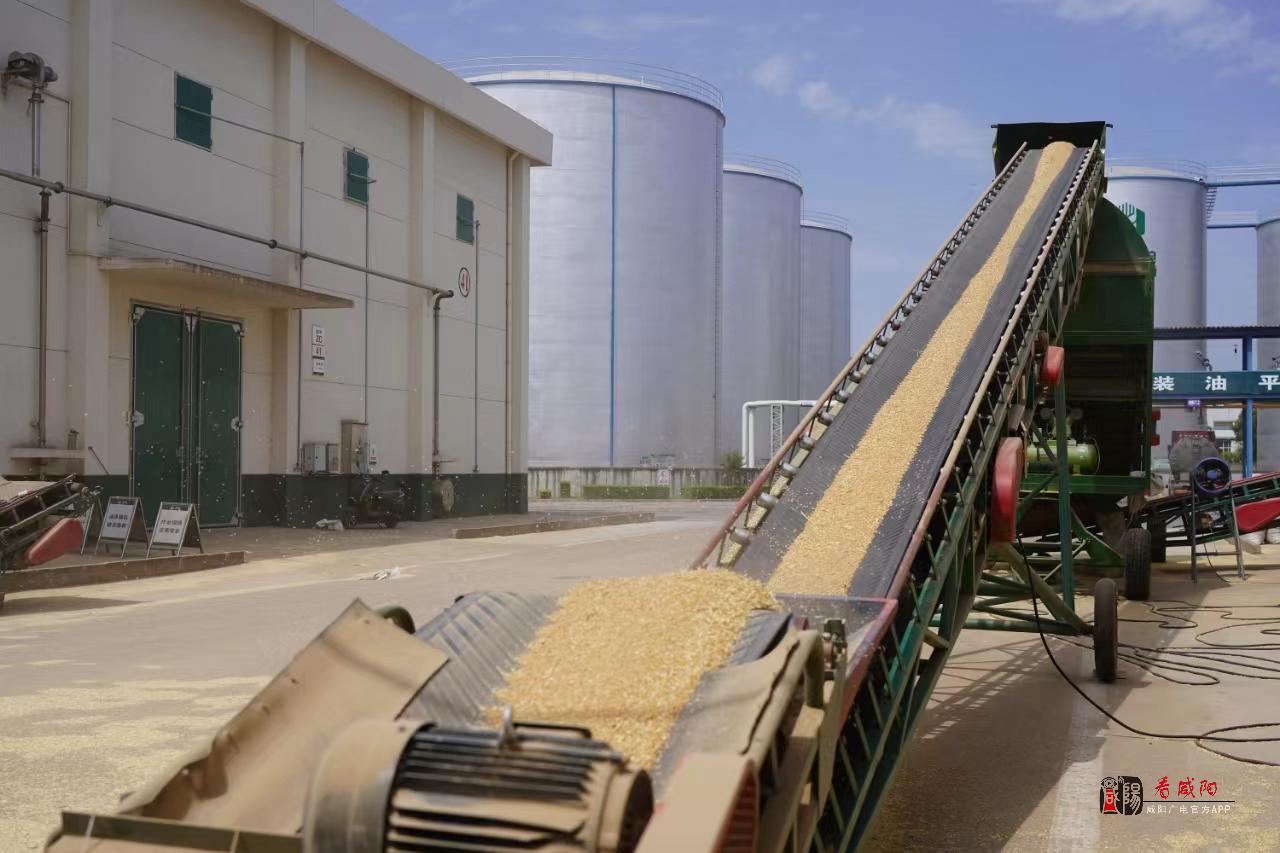 确保颗粒归仓中储粮咸阳直属库开展夏粮收购工作