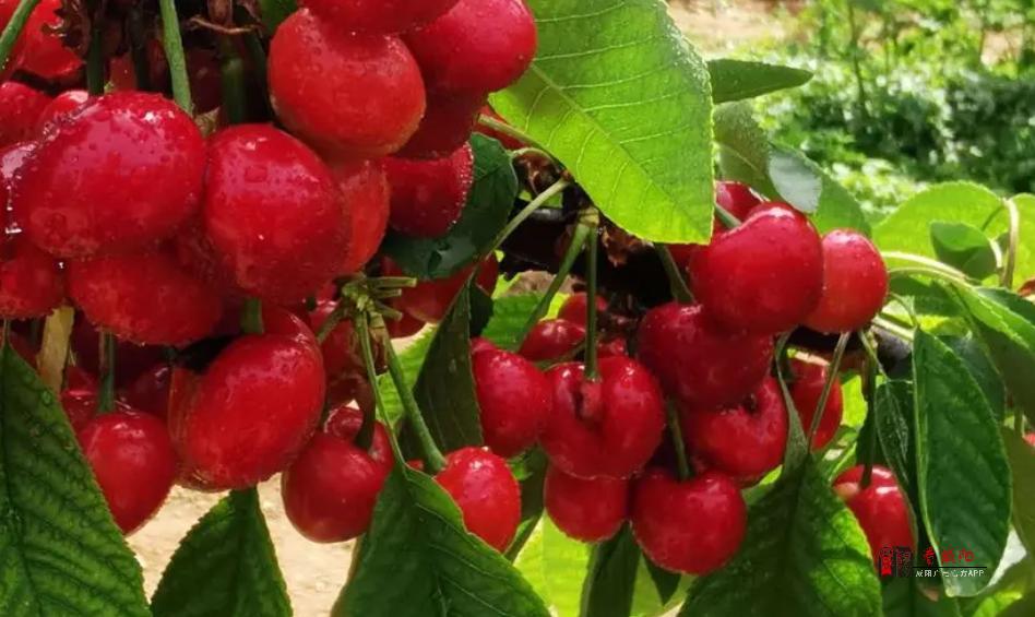 咸阳新增5个全国名特优新农产品